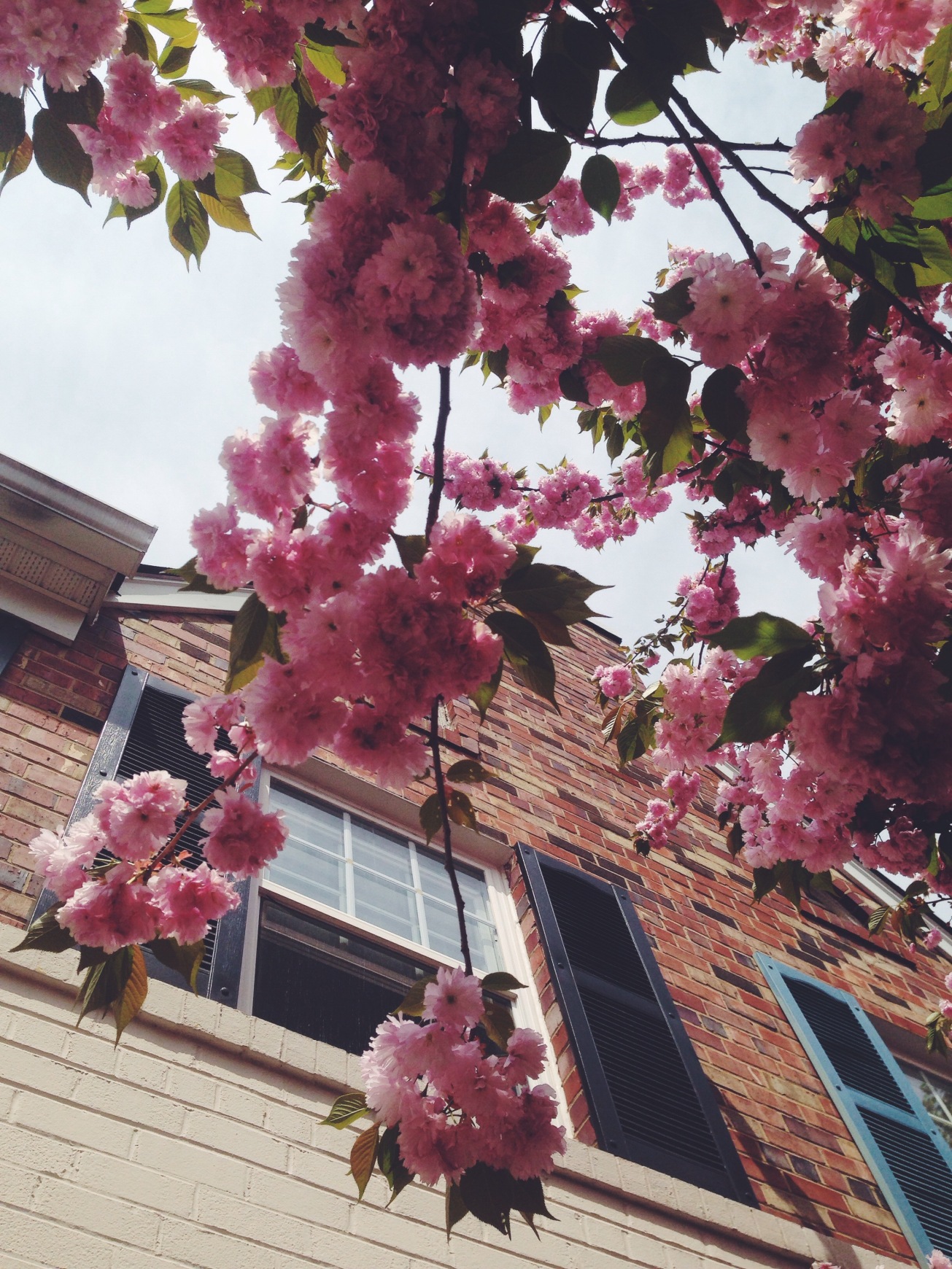 dc cherry blossom tree_reidmore blog