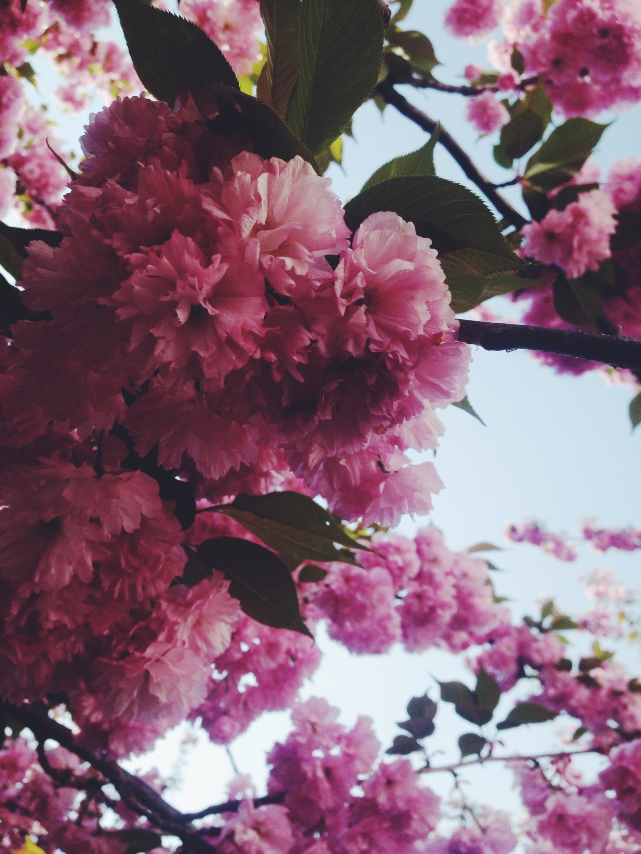 dc cherry blossom tree_reidmore blog